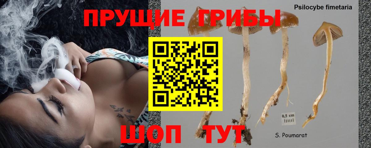 Салават  Псилоцибиновые грибы мицелий  Псилоцибиновые грибы Cubensis  Вход с VPN 